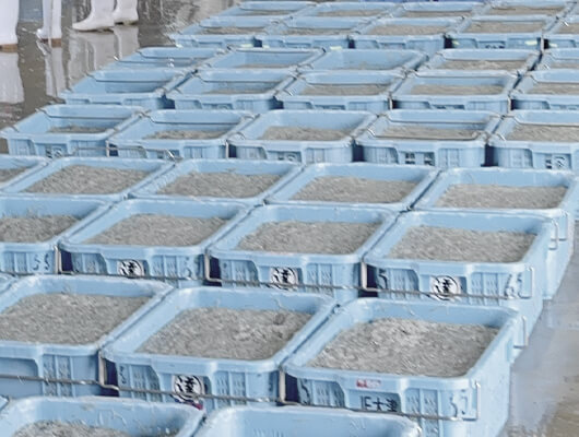 水産加工品しらす